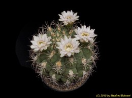 Gymnocalycium saglionis v. variegata 321